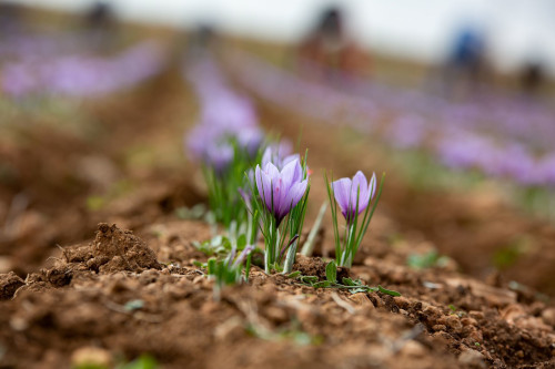 La DOP Azafrán de La Mancha alerta del riesgo de extinción del cultivo del azafrán en Castilla-La Mancha y reclama ayudas directas para nuevas plantaciones