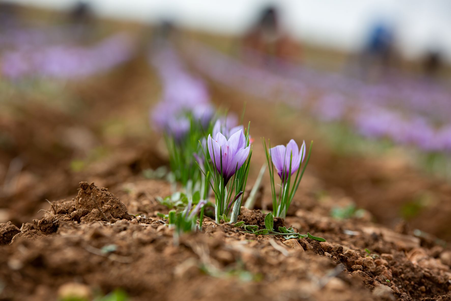 La DOP Azafrán de La Mancha alerta del riesgo de extinción del cultivo del azafrán en Castilla-La Mancha y reclama ayudas directas para nuevas plantaciones