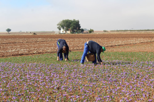 La DOP Azafrán de La Mancha cierra la campaña 2021 con una cosecha que asciende a 346,86 kilogramos 
